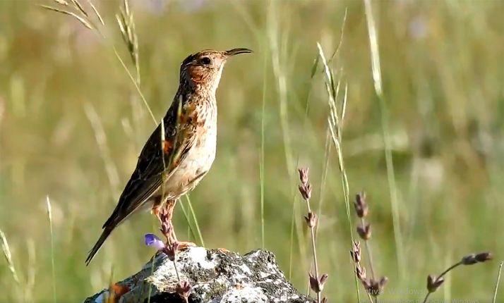Medinaceli divulgará la alondra ricotí a través de sus rutas campestres 