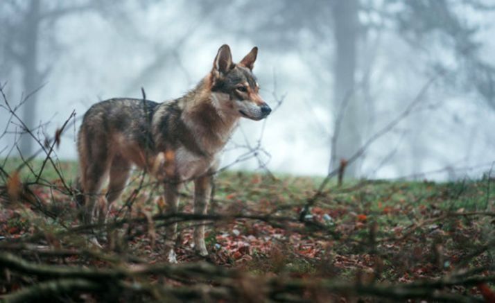 El Juzgado da la razón a la Junta por el caso del lobo abatido en una montería en Ávila