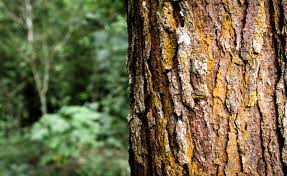 La Junta ha pagado durante el estado de alarma ayudas forestales por un importe de 3,6 millones 