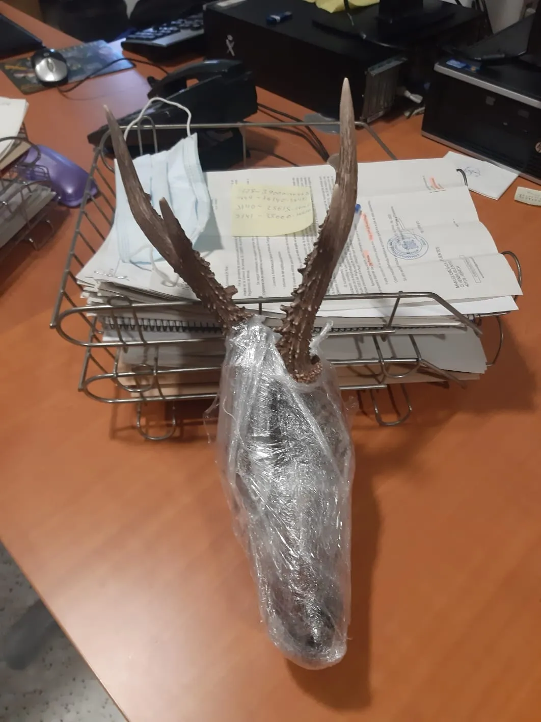 Imágenes de la cabeza de corzo y el arma intervenidas. /GC
