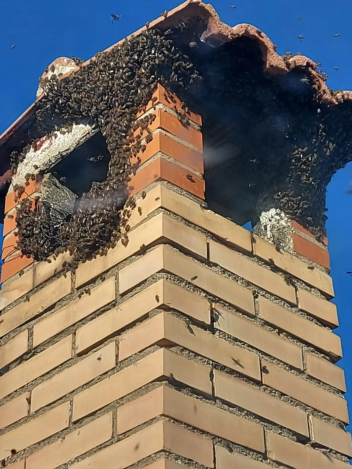 Foto 2 - Los bomberos de la Diputaci&oacute;n reiteran un enjambre en Villanueva