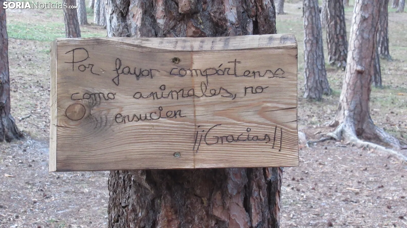 Bosque mágico de San Leonardo de Yagüe. A.G.