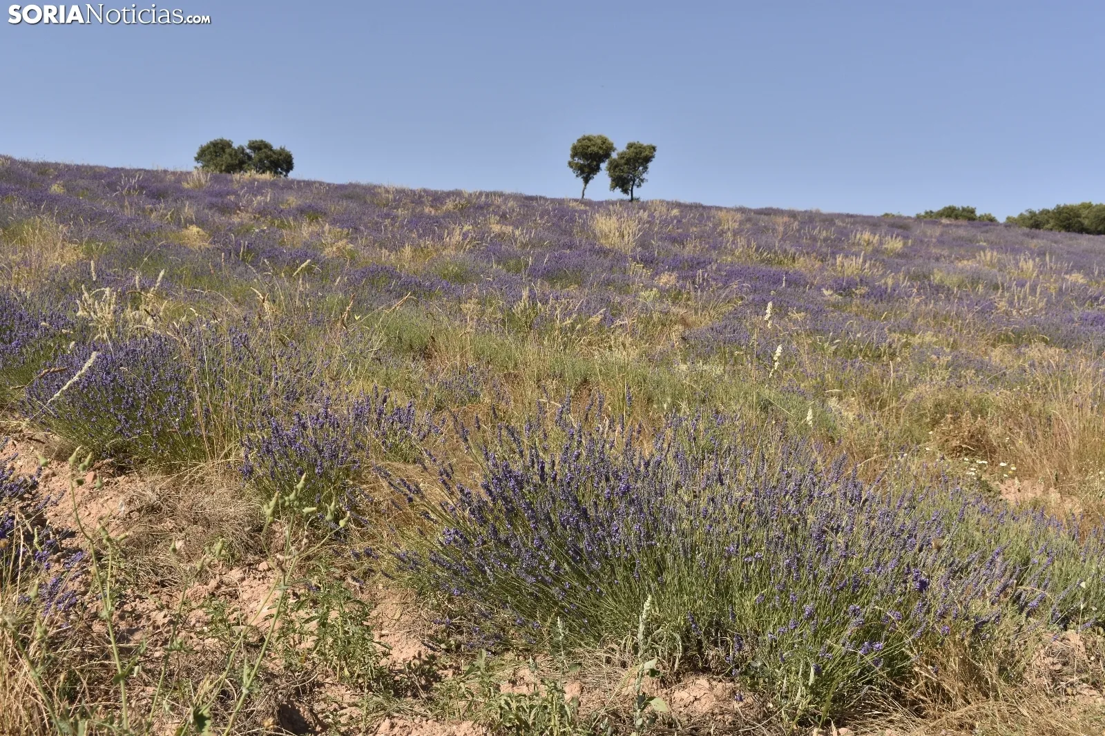 Campos de lavanda en San Felices