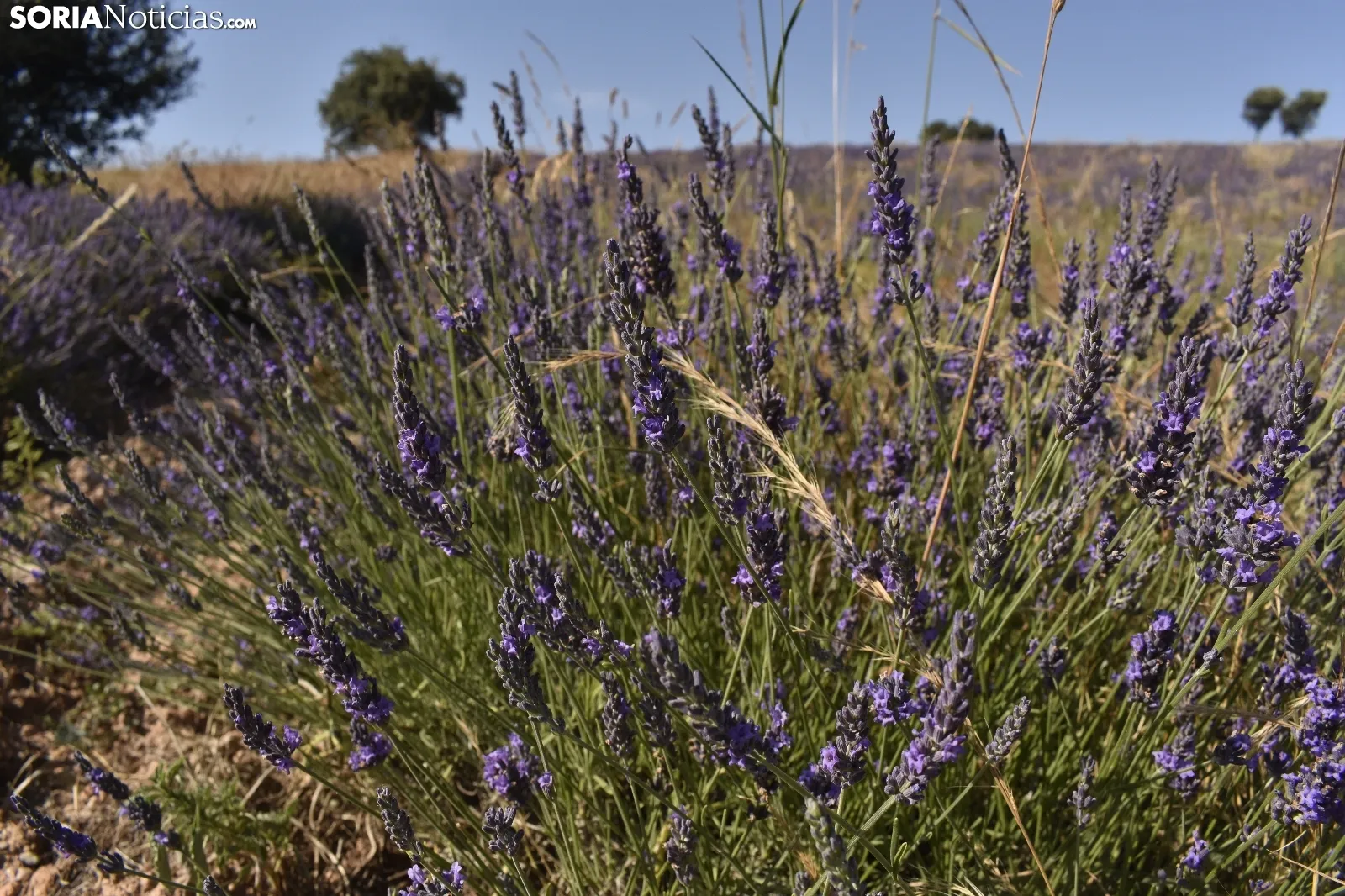 Campos de lavanda en San Felices
