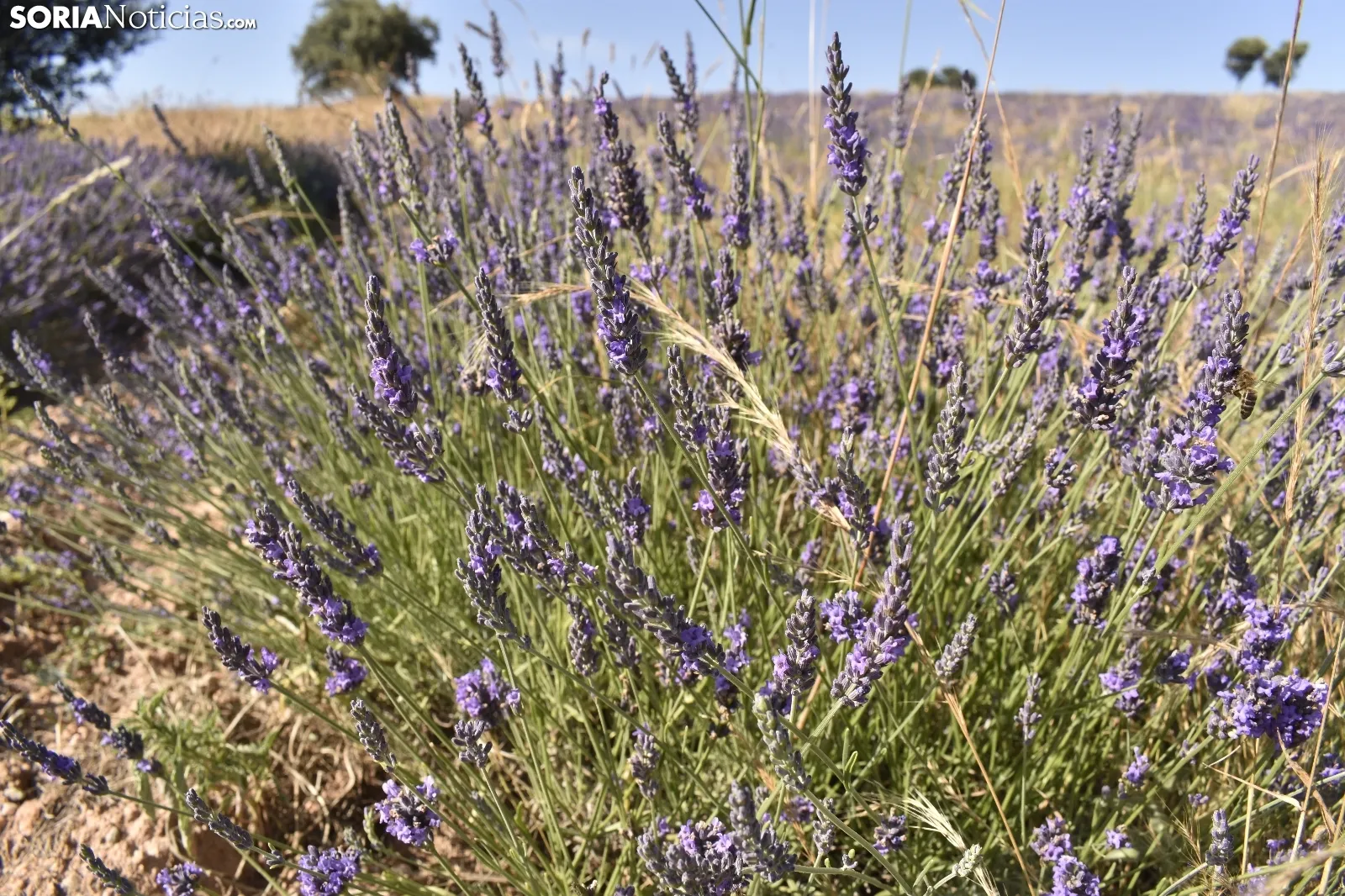 Campos de lavanda en San Felices