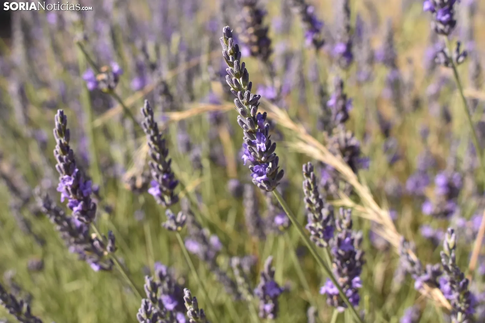 Campos de lavanda en San Felices