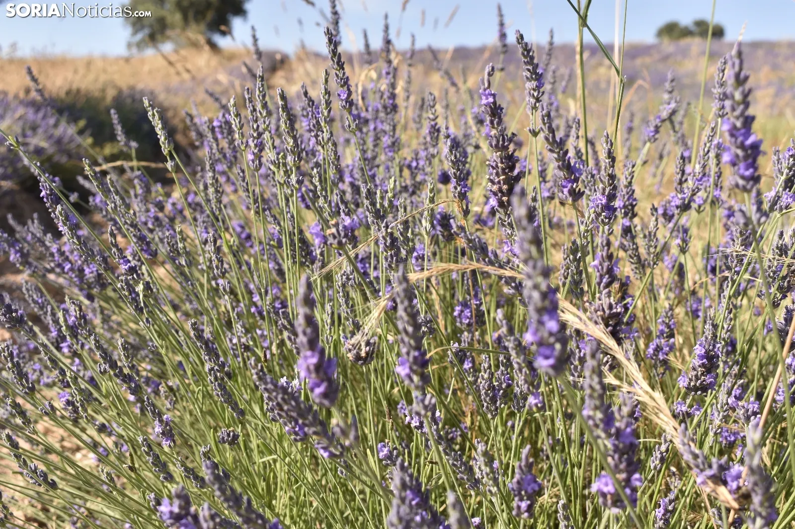 Campos de lavanda en San Felices
