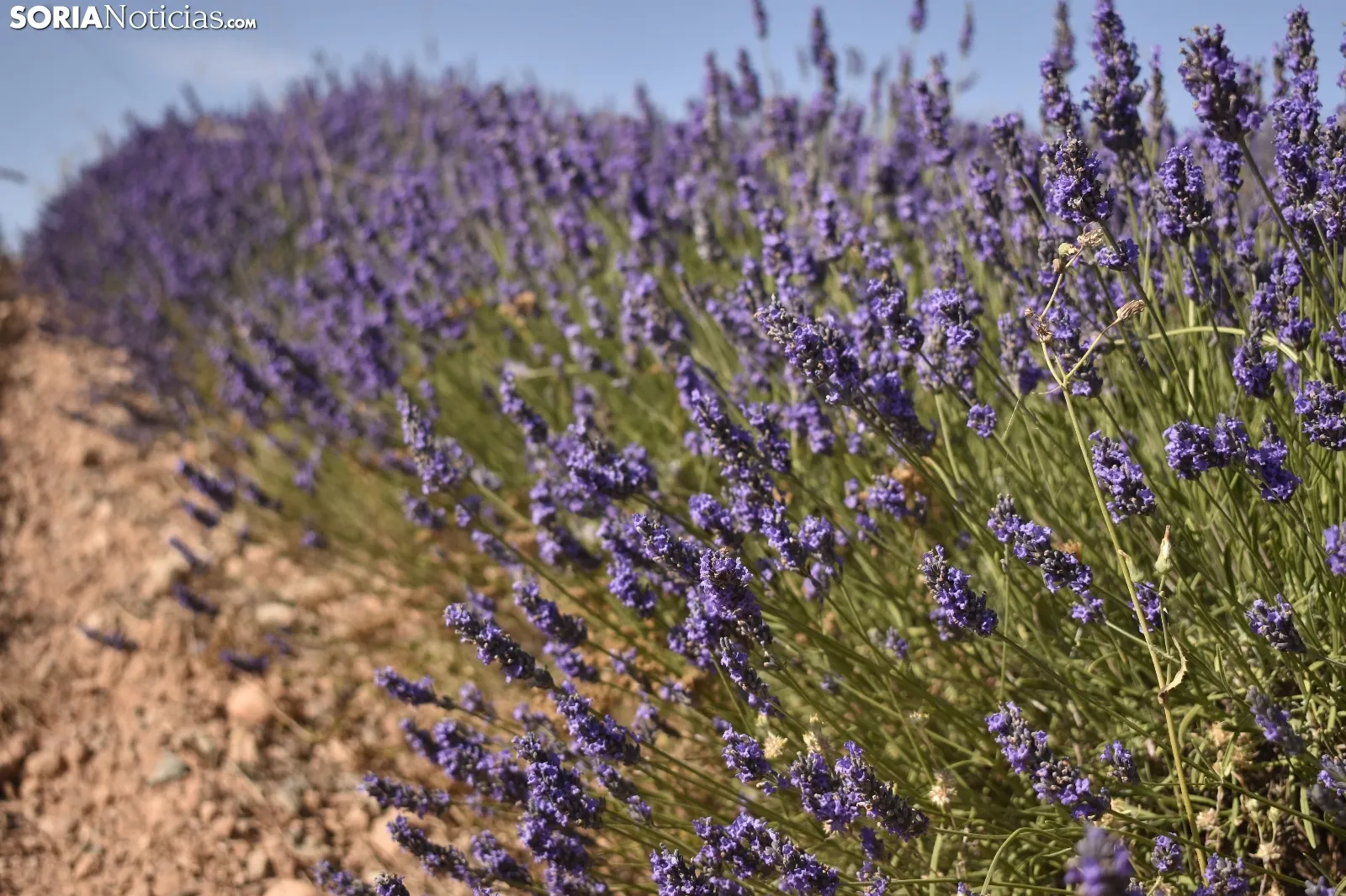 Campos de lavanda en San Felices