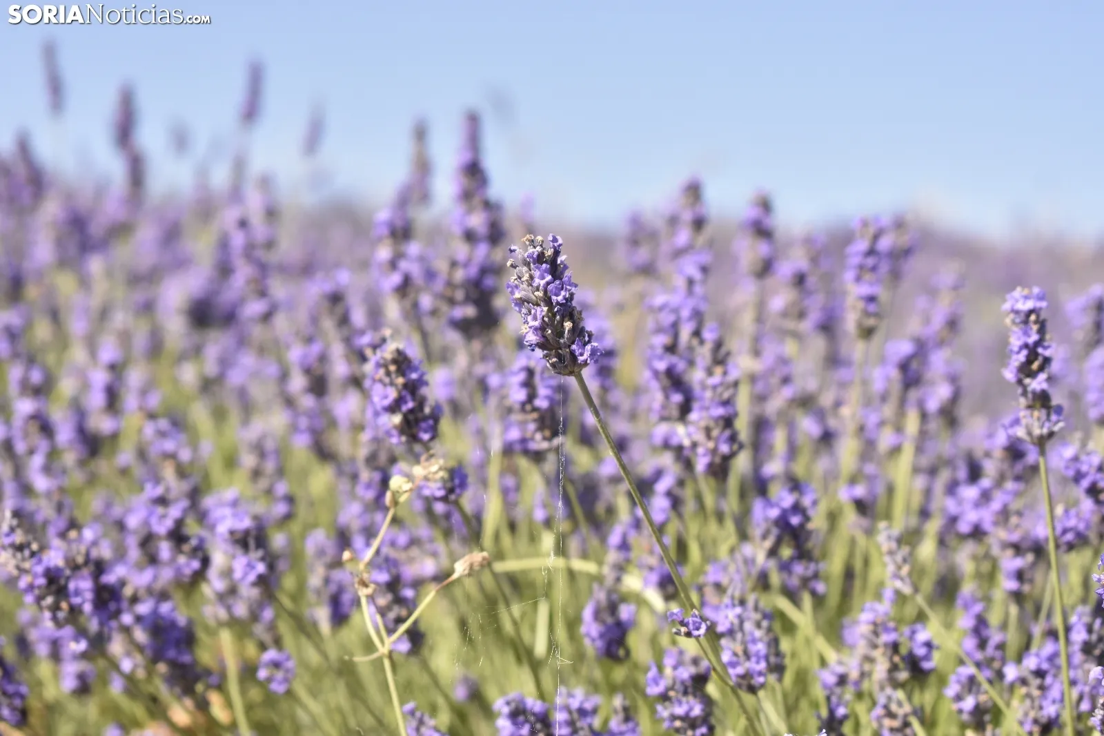 Campos de lavanda en San Felices