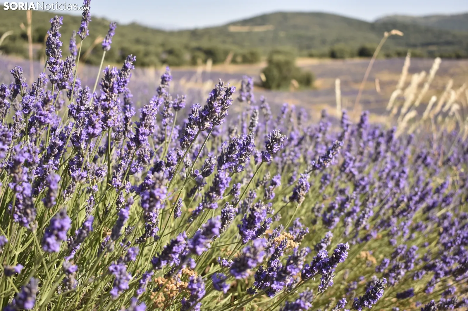 Campos de lavanda en San Felices