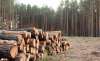 Foto 1 - Adjudicados aprovechamientos maderables por más de 111.000 &euro;