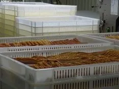 Torrezno de Soria