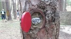 Bosque mágico de San Leonardo de Yagüe. A.G.