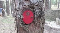Bosque mágico de San Leonardo de Yagüe. A.G.