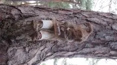 Bosque mágico de San Leonardo de Yagüe. A.G.