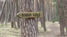 Bosque mágico de San Leonardo de Yagüe. A.G.