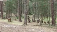 Bosque mágico de San Leonardo de Yagüe. A.G.