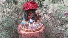 Bosque mágico de San Leonardo de Yagüe. A.G.