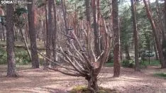 Bosque mágico de San Leonardo de Yagüe. A.G.