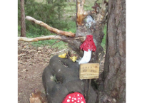 Bosque mágico de San Leonardo de Yagüe. A.G.