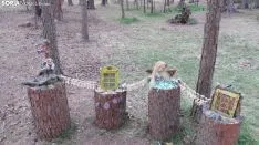 Bosque mágico de San Leonardo de Yagüe. A.G.