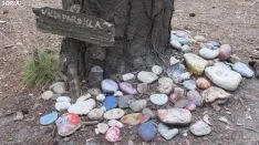 Bosque mágico de San Leonardo de Yagüe. A.G.