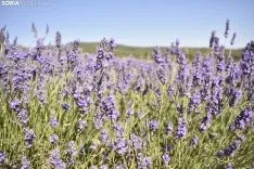 Campos de lavanda en San Felices