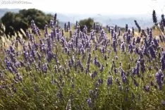 Campos de lavanda en San Felices