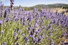 Campos de lavanda en San Felices