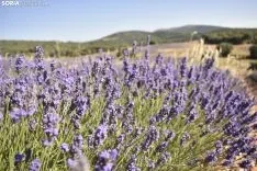 Campos de lavanda en San Felices