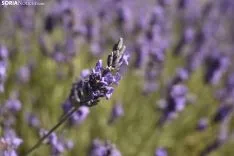 Campos de lavanda en San Felices