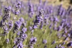 Campos de lavanda en San Felices