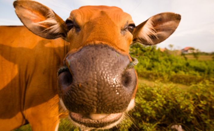 Aprobado el programa sanitario de rinotraqueítis infecciosa bovina, lo que supone un pasaporte de acceso a nuevos mercados