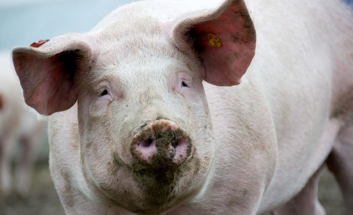 Investigan a dos hombres como presuntos autores de un delito de maltrato animal