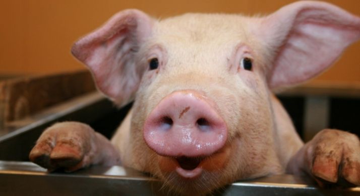 Ensenia arranca en julio el curso de Bienestar Animal con Módulo de Porcino