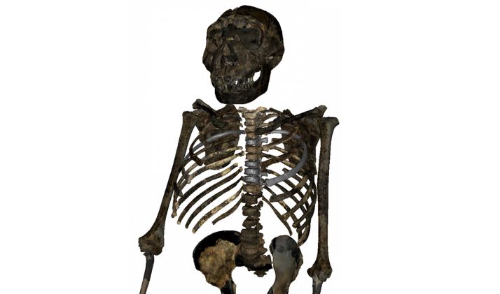 Reconstrucción del esqueleto del 'Niño de Turkana'. /CENIEH