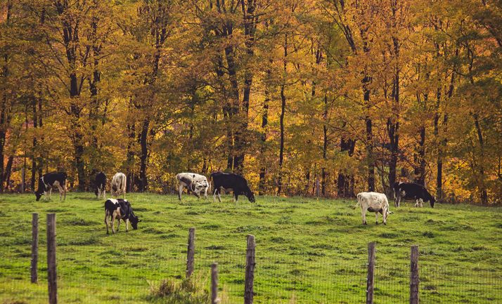 Convocatoria de 1,5 M&euro; para ayudas a infraestructuras en superficies pastables