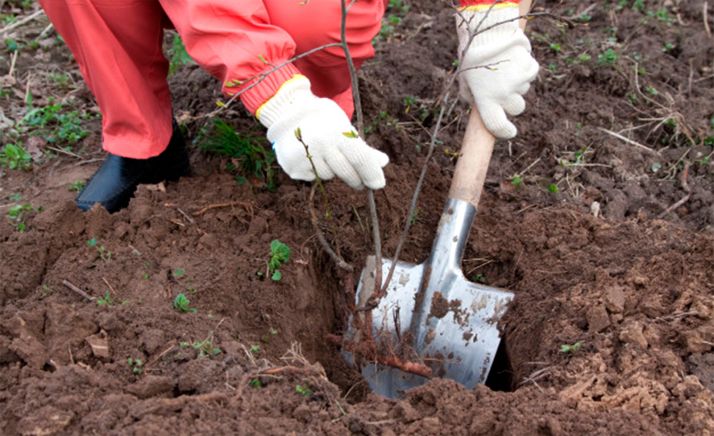 Convocadas ayudas regionales para reforestación y creación de espacios forestales