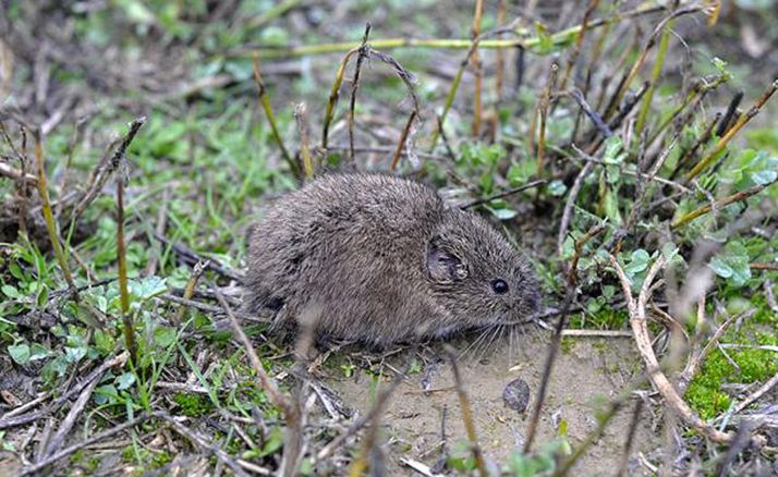 Un proyecto de la UVa servirá para reducir los riesgos de salud pública derivados de las plagas de topillo