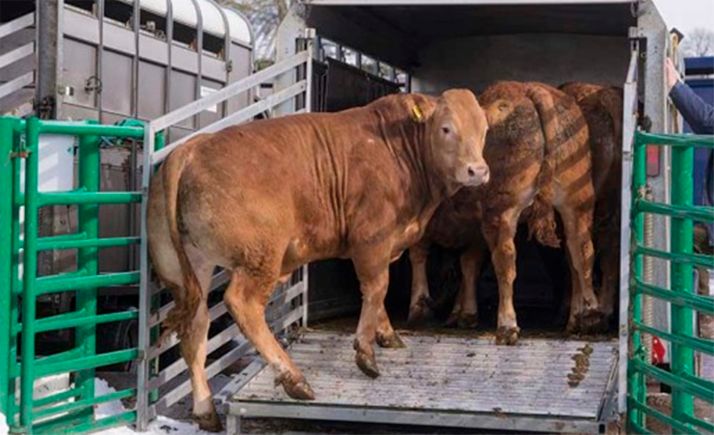 Gobierno y autonomías vigilan la temperatura de los transportes de ganado durante el verano
