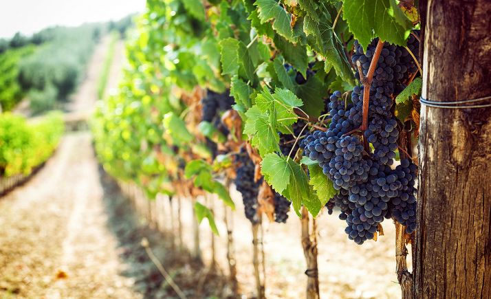 La añada de 2019 de Ribera del Duero, excelente