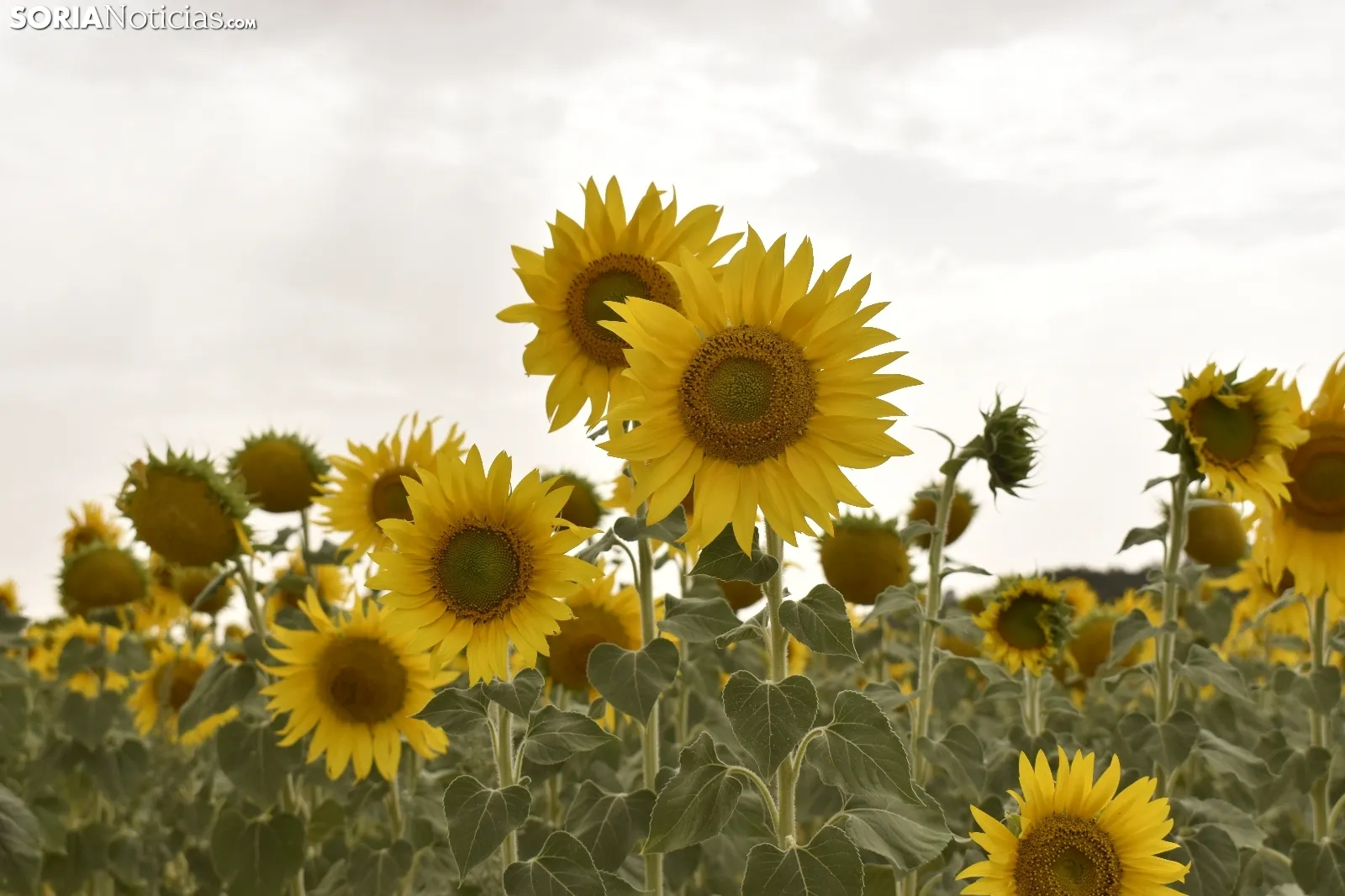 Campos de girasoles de la comarca de El Burgo.