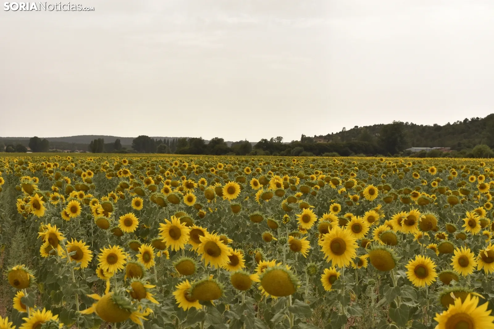 Campos de girasoles de la comarca de El Burgo.