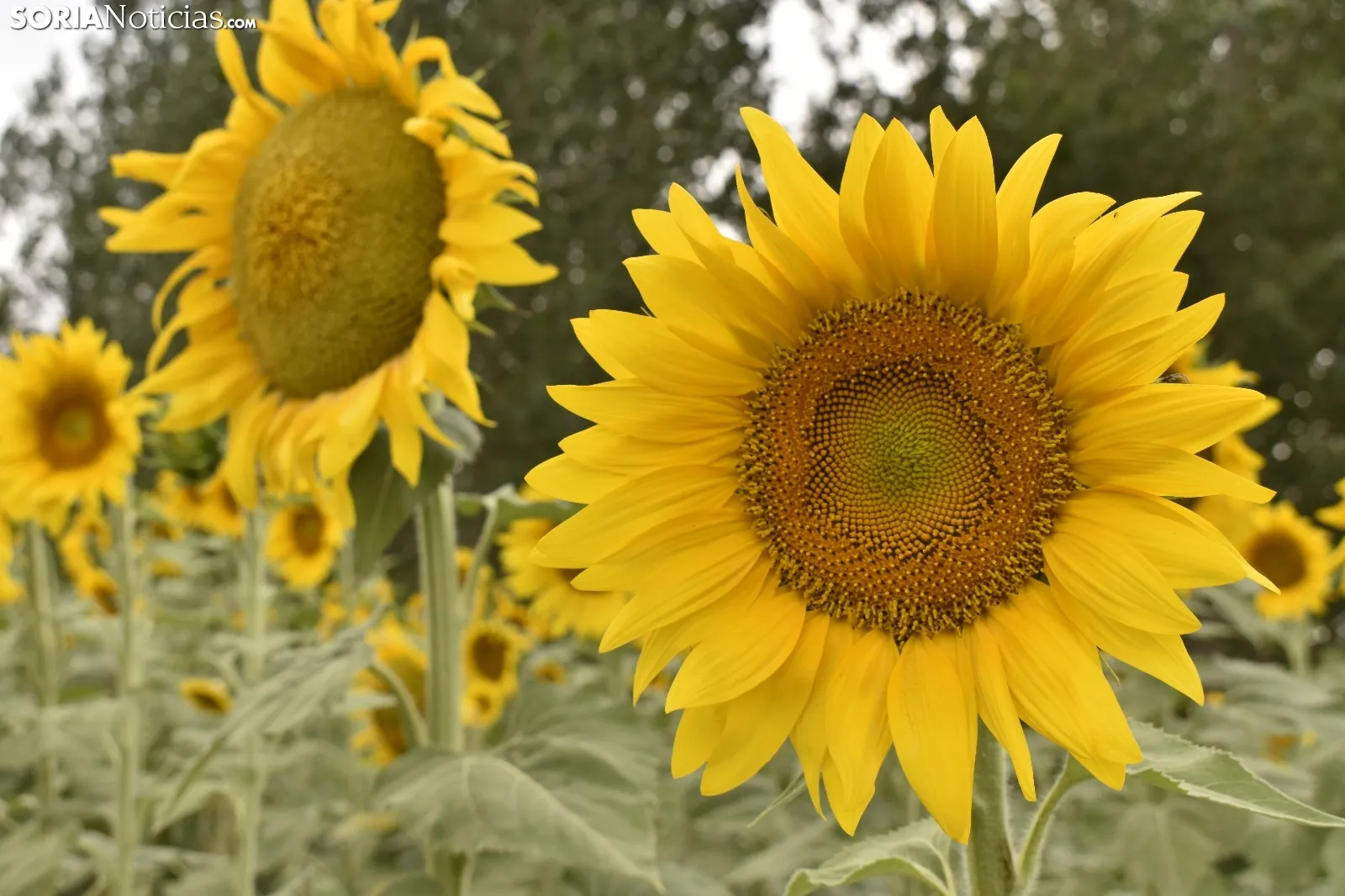 Campos de girasoles de la comarca de El Burgo.