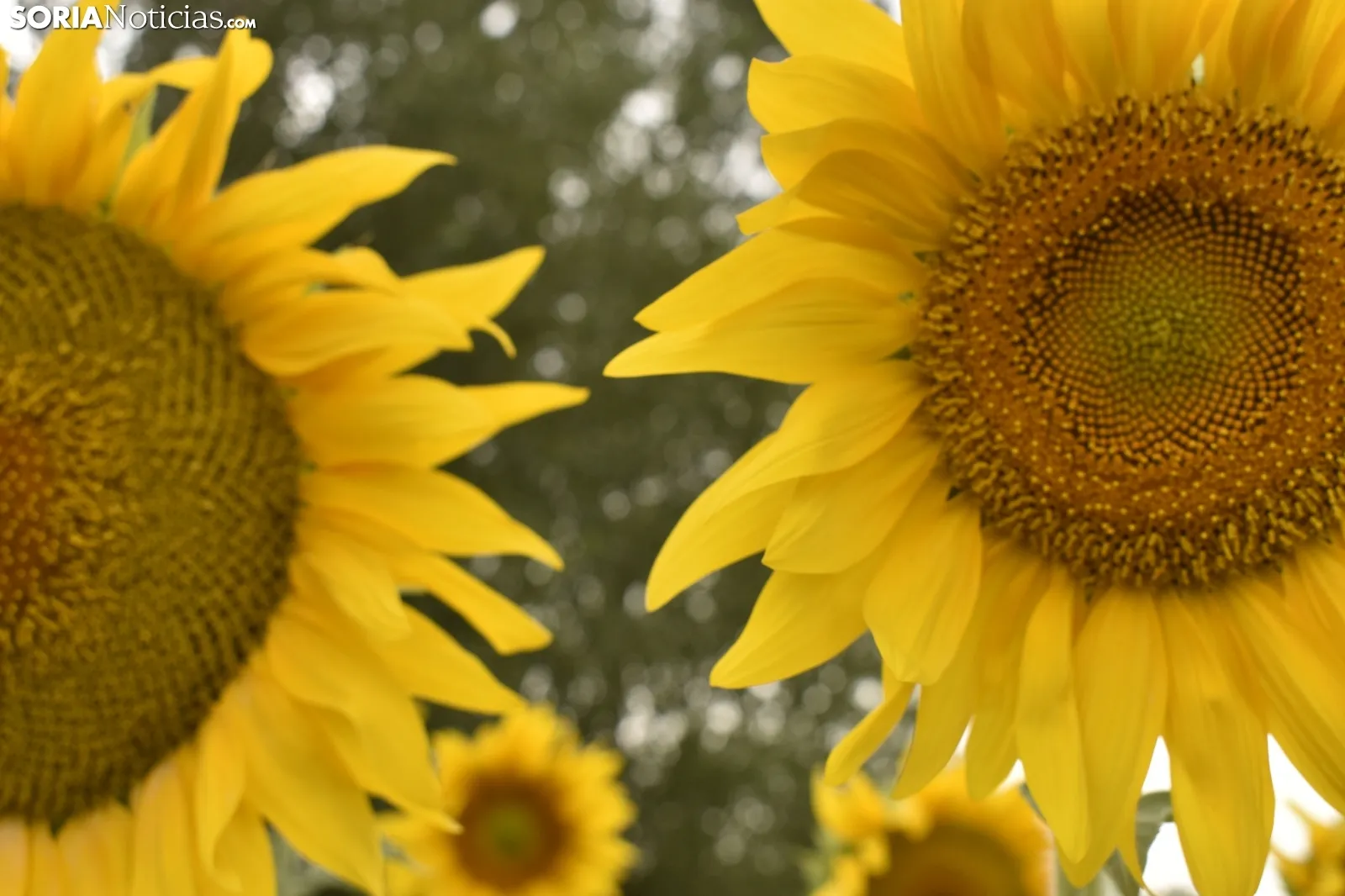 Campos de girasoles de la comarca de El Burgo.