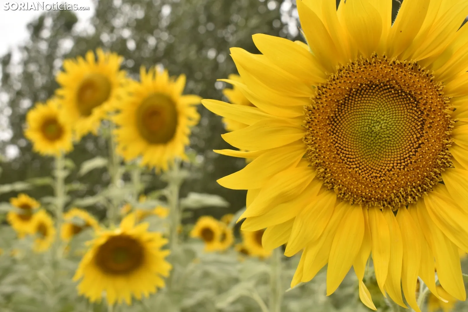 Campos de girasoles de la comarca de El Burgo.
