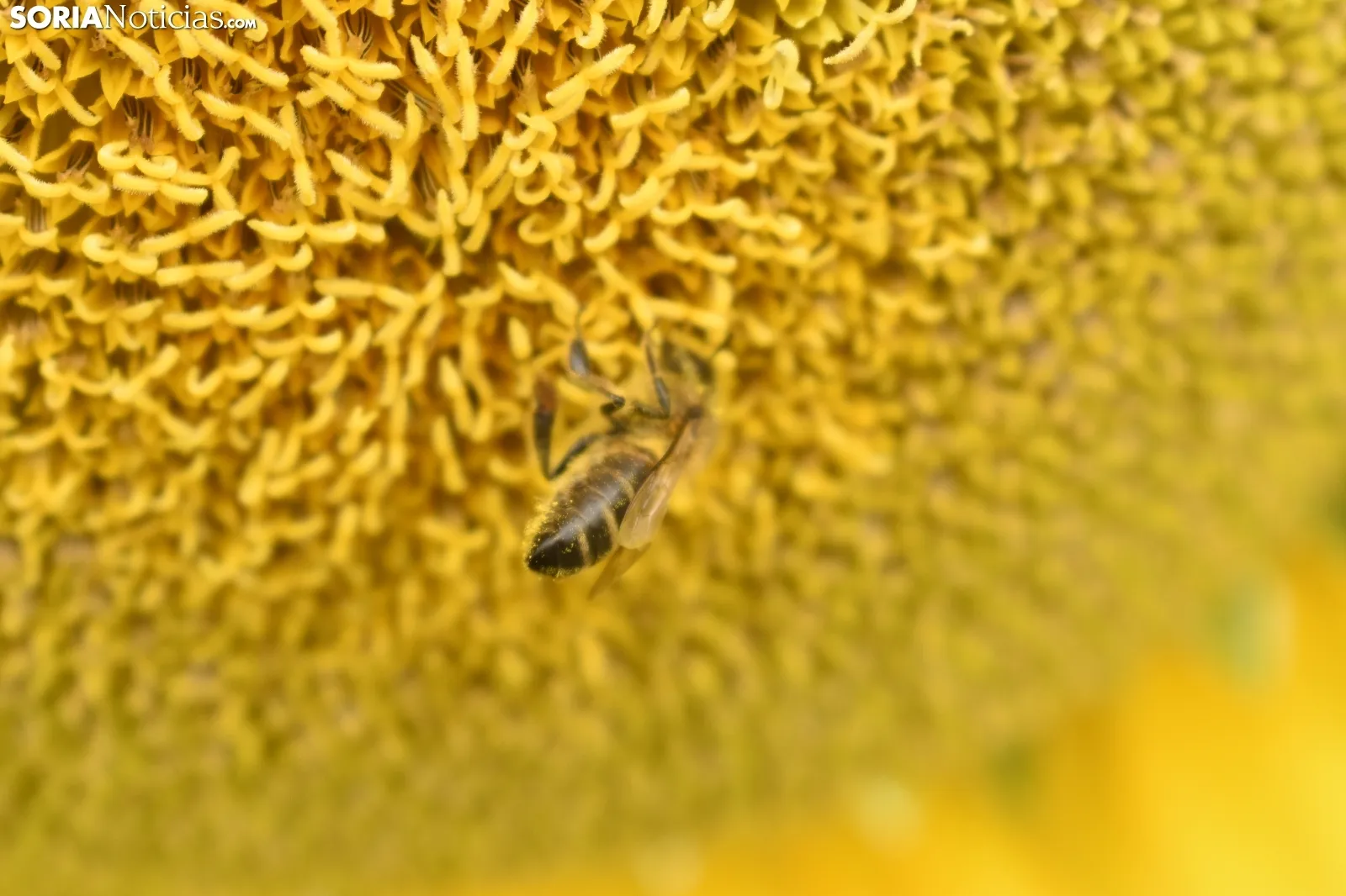 Campos de girasoles de la comarca de El Burgo.