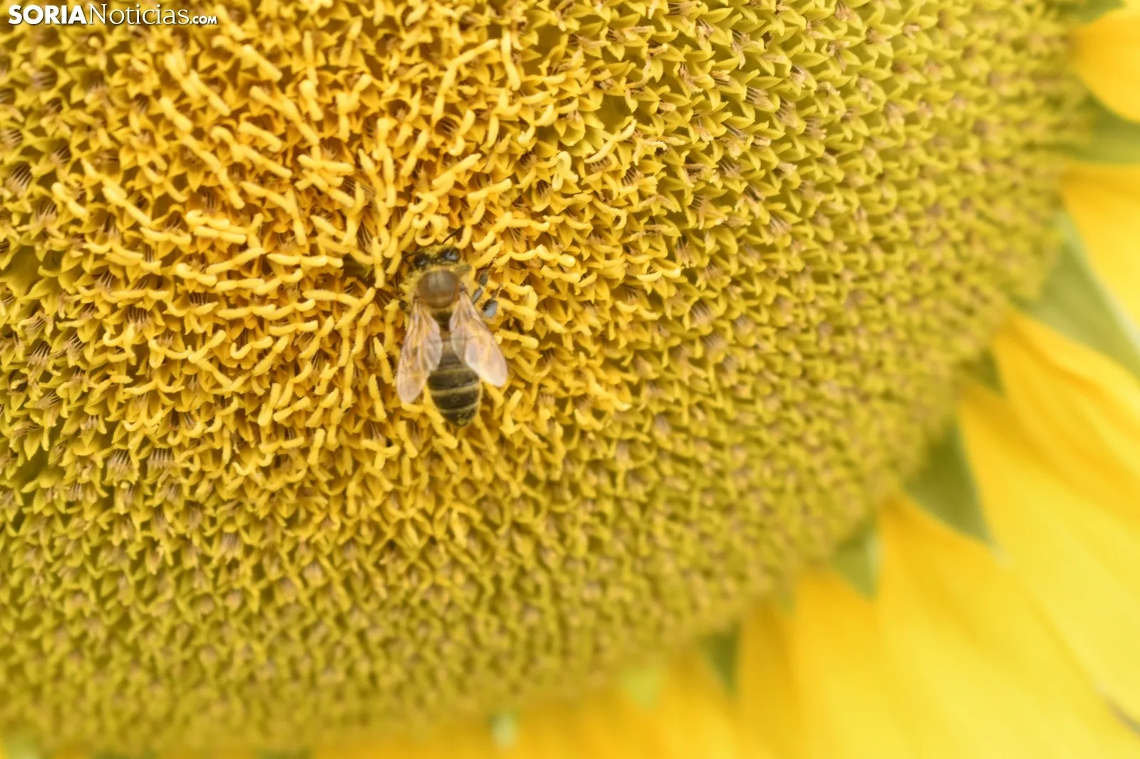 Campos de girasoles de la comarca de El Burgo.