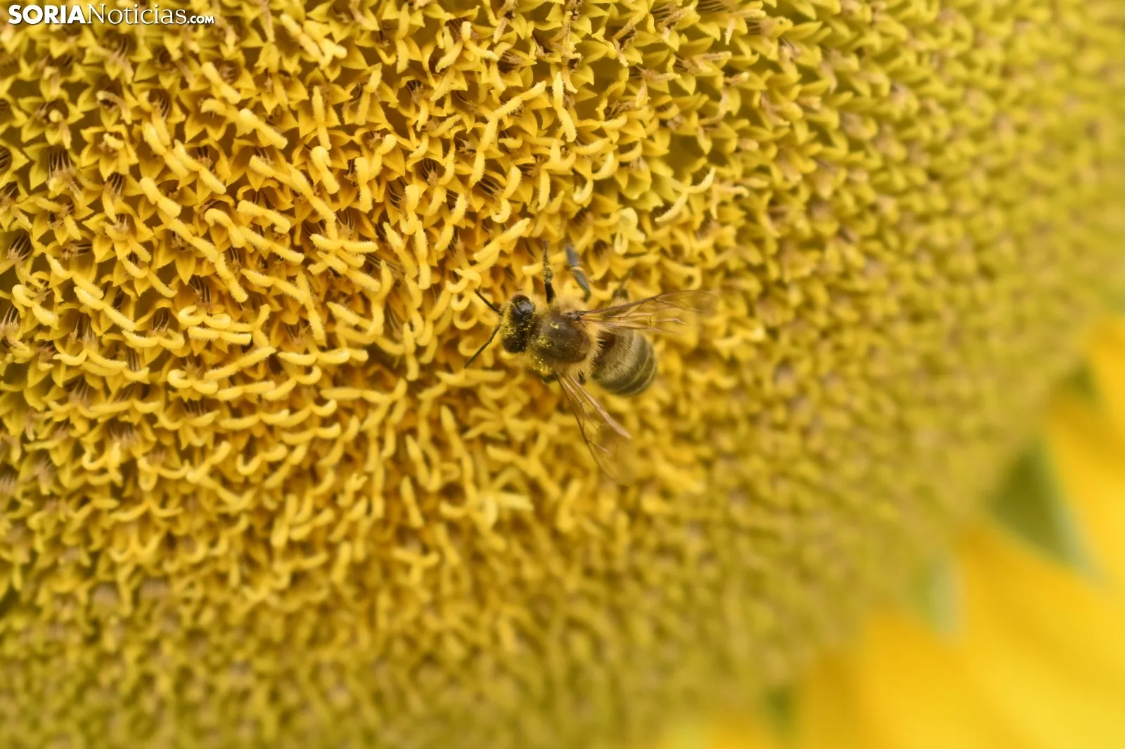 Campos de girasoles de la comarca de El Burgo.