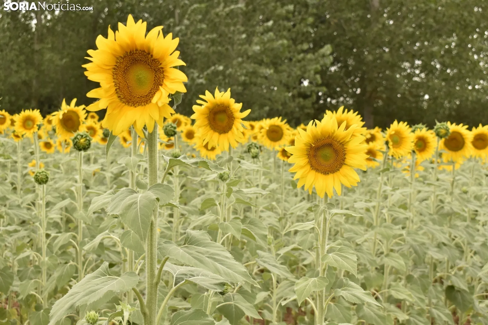 Campos de girasoles de la comarca de El Burgo.